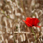Poppy Poppy