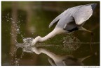 Acqua Acqua