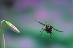 volo di mosca volo di mosca
