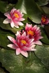 FLOWERs ON LAKE FLOWERs ON LAKE