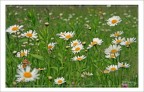 Blumen! Blumen!