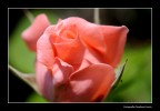 Rosa 2 Rosa 2