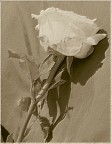 Il racconto dell'ombra Il racconto dell'ombra