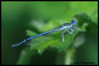 blue and green... blue and green...