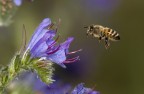 vola nel viola vola nel viola