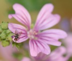 moschina moschina