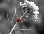 coccinella coccinella