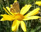 Butterfly in the flower Butterfly in the flower