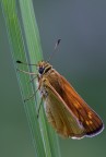 Thymelicus_sylvestris.jpg Thymelicus_sylvestris.jpg