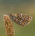 Farfalla Farfalla