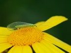 crisopa crisopa
