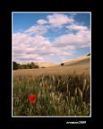 ...NEI CAMPI... ...NEI CAMPI...