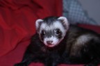 Jimmy un furetto bellissimo Jimmy un furetto bellissimo