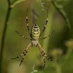 Argiope Argiope