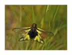 Libelloides Coccajus Libelloides Coccajus