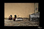 Germani reali hdr Germani reali hdr