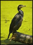 Cormorano # 1