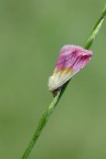 falena falena
