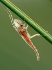 Chironomide Chironomide
