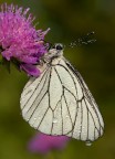 Bianchina Bianchina
