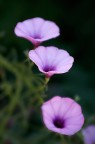 Fiori Fiori