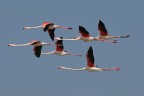 Volo in formazione Volo in formazione
