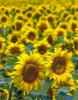 Girasoli... Girasoli...