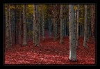 Bosco in un sogno a colori Bosco in un sogno a colori