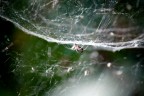 spider spider