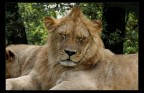 Che sonno Che sonno