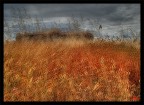 Grano nella tempesta Grano nella tempesta