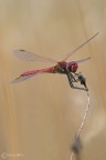 libellula libellula