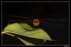 Libellula Libellula