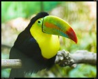 Tucano # 2 Tucano # 2