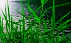 green Grass green Grass