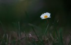 sola