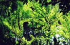 verde al sole verde al sole