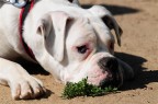 Boxer bianco ? Boxer bianco ?
