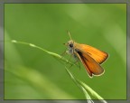 Ochlodes venatus Ochlodes venatus