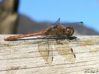 Libellula
