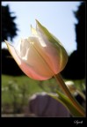Tulipano Tulipano