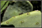 mosca cavallina...