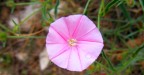 Flowers Flowers