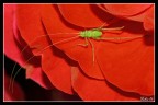 Sulla rosa Sulla rosa