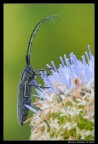 Agapanthia cardui 2 Agapanthia cardui 2