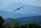 Falco sacro in volo Falco sacro in volo