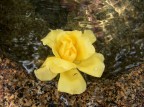 Fiore Fiore