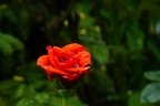Una rosa tra uno scroscio e l' altro.. Una rosa tra uno scroscio e l' altro..