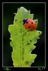 Coccinella a colazione Coccinella a colazione