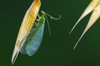 CRISOPA CRISOPA